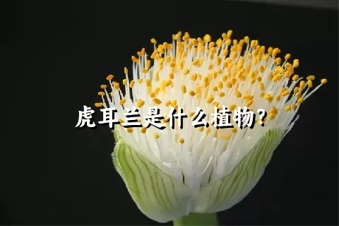 虎耳兰是什么植物？