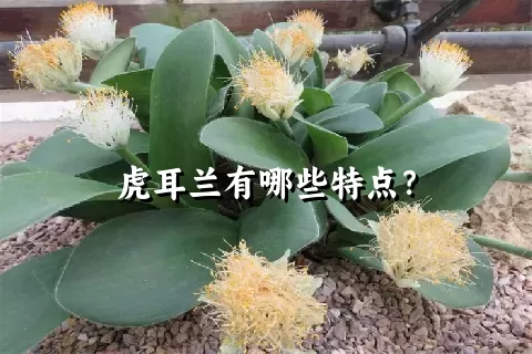 虎耳兰有哪些特点？