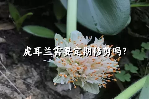 虎耳兰需要定期修剪吗？