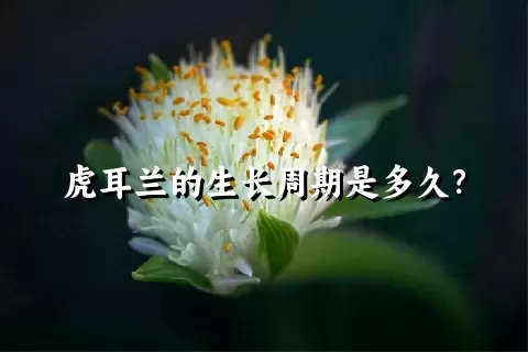 虎耳兰的生长周期是多久？