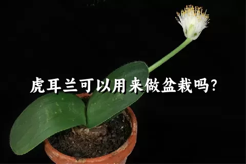 虎耳兰可以用来做盆栽吗？