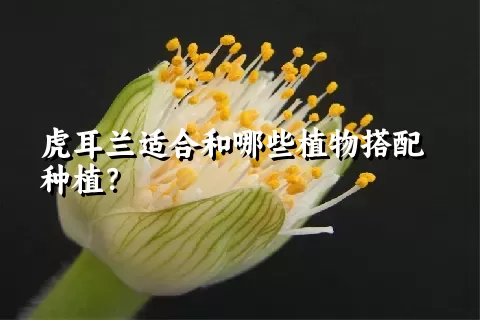 虎耳兰适合和哪些植物搭配种植？