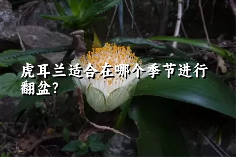 虎耳兰适合在哪个季节进行翻盆？