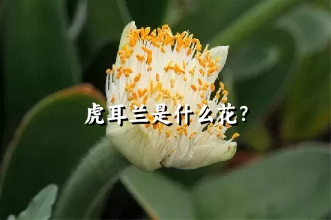 虎耳兰是什么花？