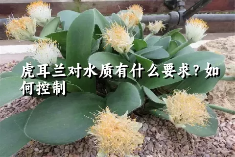 虎耳兰对水质有什么要求？如何控制