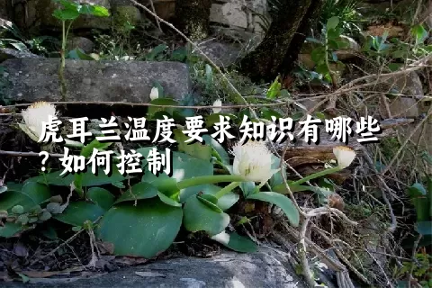 虎耳兰温度要求知识有哪些？如何控制