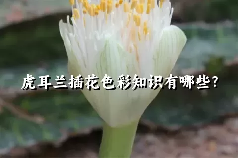 虎耳兰插花色彩知识有哪些？