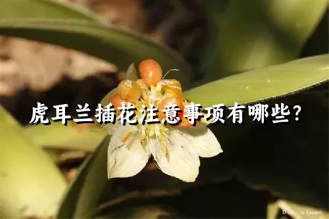 虎耳兰插花注意事项有哪些？