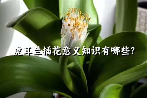 虎耳兰插花意义知识有哪些？