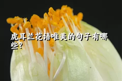 虎耳兰花语唯美的句子有哪些？