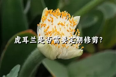 虎耳兰是否需要定期修剪？