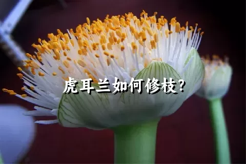 虎耳兰如何修枝？