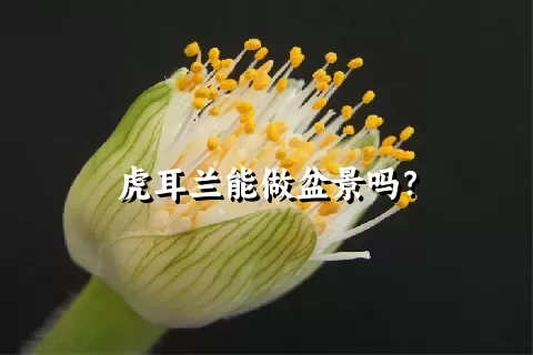 虎耳兰能做盆景吗？