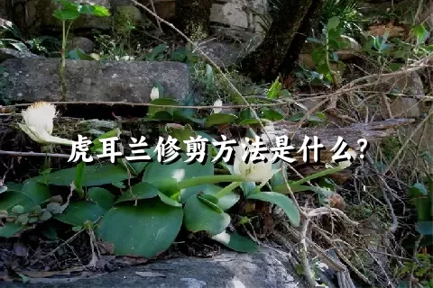 虎耳兰修剪方法是什么？