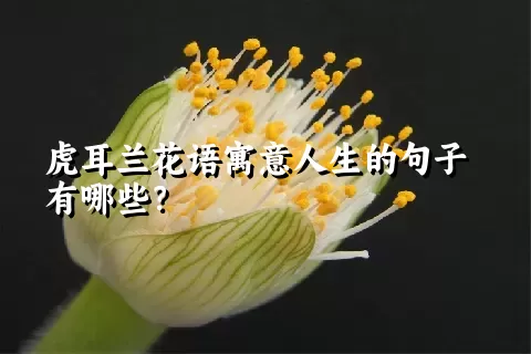 虎耳兰花语寓意人生的句子有哪些？