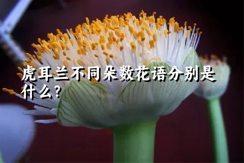 虎耳兰不同朵数花语分别是什么？