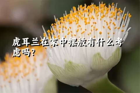 虎耳兰在家中摆放有什么考虑吗？