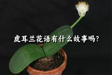 虎耳兰花语有什么故事吗？