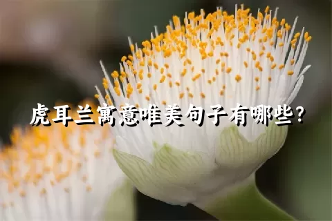 虎耳兰寓意唯美句子有哪些？