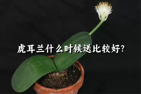 虎耳兰什么时候送比较好？