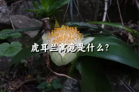 虎耳兰寓意是什么？