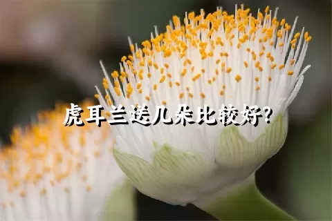 虎耳兰送几朵比较好？