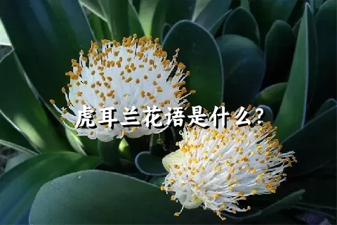 虎耳兰花语是什么？