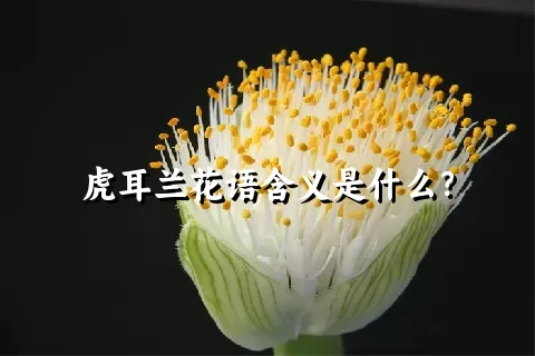 虎耳兰花语含义是什么？