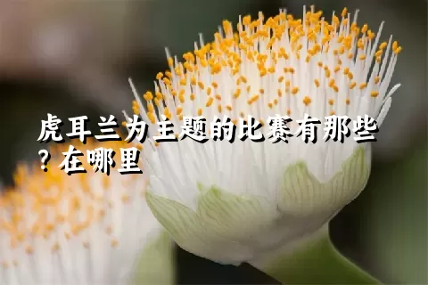 虎耳兰为主题的比赛有那些？在哪里