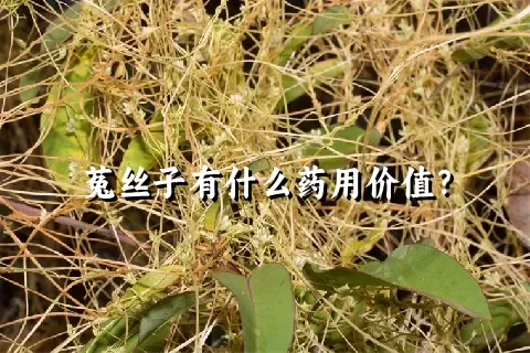 菟丝子有什么药用价值？