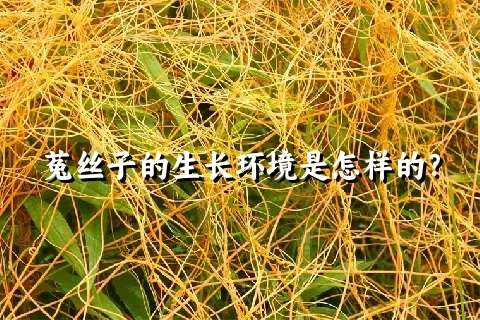 菟丝子的生长环境是怎样的？