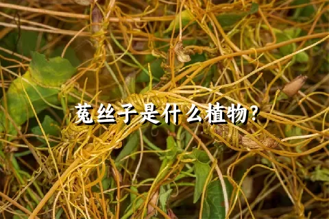 菟丝子是什么植物？