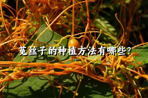 菟丝子的种植方法有哪些？