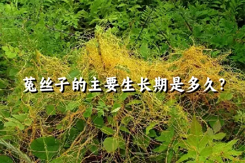 菟丝子的主要生长期是多久？