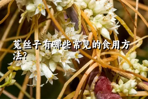 菟丝子有哪些常见的食用方法？