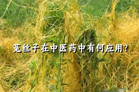 菟丝子在中医药中有何应用？