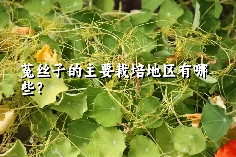 菟丝子的主要栽培地区有哪些？