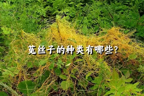 菟丝子的种类有哪些？