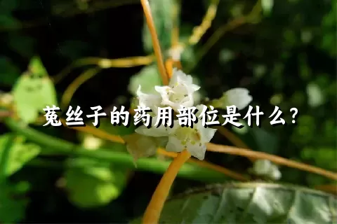 菟丝子的药用部位是什么？