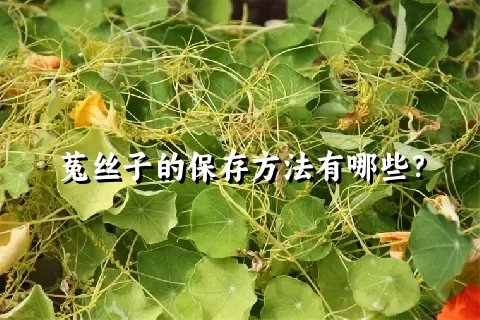 菟丝子的保存方法有哪些？