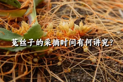 菟丝子的采摘时间有何讲究？