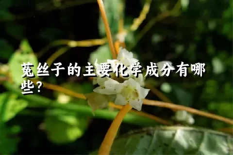 菟丝子的主要化学成分有哪些？