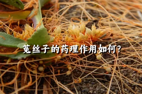 菟丝子的药理作用如何？