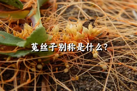 菟丝子别称是什么？