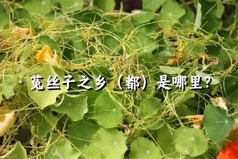 菟丝子之乡（都）是哪里？