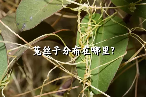 菟丝子分布在哪里?