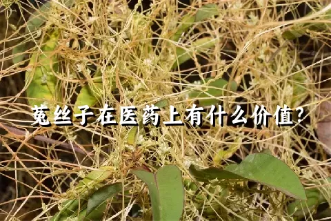 菟丝子在医药上有什么价值？