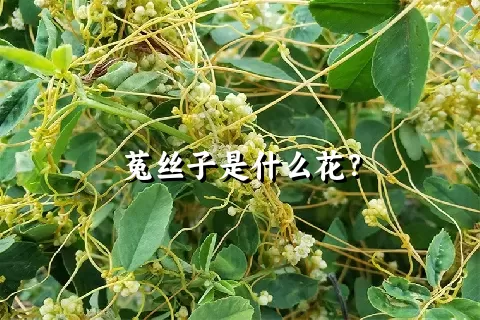 菟丝子是什么花？