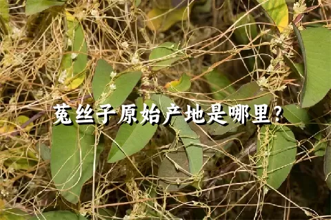 菟丝子原始产地是哪里？