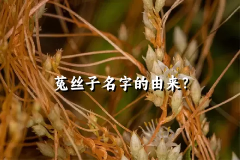 菟丝子名字的由来？